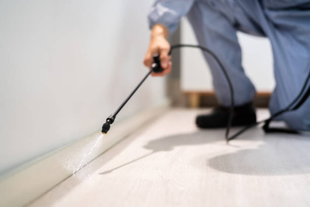 Certified termite inspector examining foundation in Marlborough