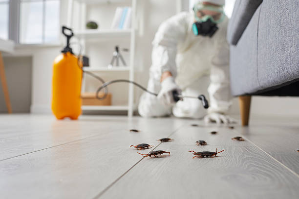 Post-Treatment Bed Bug Interceptor Monitoring in Marlborough